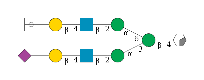 b1D-GlcNAc,p/#acleavage_0_2--4b1D-Man,p(--3a1D-Man,p--2b1D-GlcNAc,p--4b1D-Gal,p--??2D-NeuAc,p)--6a1D-Man,p--2b1D-GlcNAc,p--4b1D-Gal,p--??2D-NeuAc,p/#ycleavage$MONO,Und,-H,0,redEnd