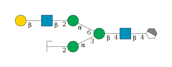 b1D-GlcNAc,p/#acleavage_1_4--4b1D-GlcNAc,p--4b1D-Man,p(--3a1D-Man,p--2b1D-GlcNAc,p/#zcleavage)--6a1D-Man,p--2b1D-GlcNAc,p--?b1D-Gal,p$MONO,Und,-H,0,redEnd