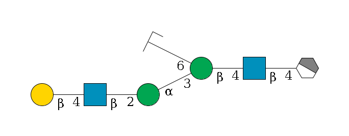 b1D-GlcNAc,p/#acleavage_1_4--4b1D-GlcNAc,p--4b1D-Man,p(--3a1D-Man,p--2b1D-GlcNAc,p--4b1D-Gal,p)--6a1D-Man,p/#zcleavage$MONO,Und,-H,0,redEnd