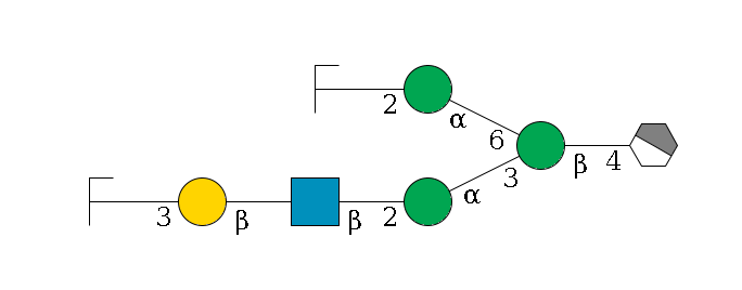 b1D-GlcNAc,p/#acleavage_1_4--4b1D-Man,p(--3a1D-Man,p--2b1D-GlcNAc,p--?b1D-Gal,p--3a2D-NeuAc,p/#zcleavage)--6a1D-Man,p--2b1D-GlcNAc,p/#zcleavage$MONO,Und,-2H,0,redEnd