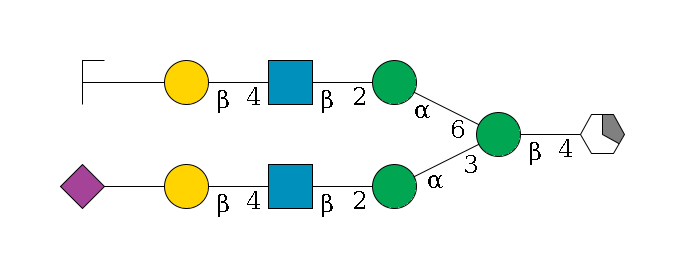 b1D-GlcNAc,p/#acleavage_1_5--4b1D-Man,p(--3a1D-Man,p--2b1D-GlcNAc,p--4b1D-Gal,p--??2D-NeuAc,p)--6a1D-Man,p--2b1D-GlcNAc,p--4b1D-Gal,p--??2D-NeuAc,p/#zcleavage$MONO,Und,-H,0,redEnd