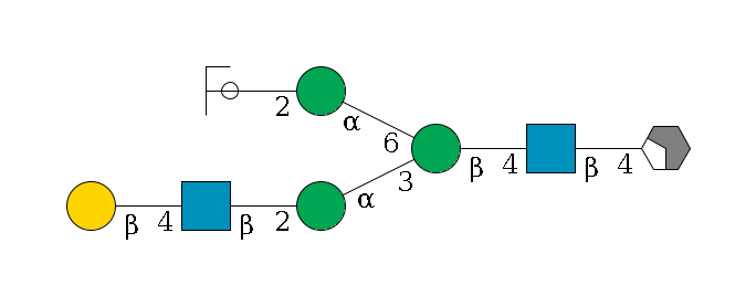 b1D-GlcNAc,p/#acleavage_2_4--4b1D-GlcNAc,p--4b1D-Man,p(--3a1D-Man,p--2b1D-GlcNAc,p--4b1D-Gal,p)--6a1D-Man,p--2b1D-GlcNAc,p/#ycleavage$MONO,Und,-2H,0,redEnd