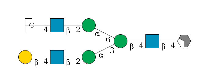 b1D-GlcNAc,p/#acleavage_2_4--4b1D-GlcNAc,p--4b1D-Man,p(--3a1D-Man,p--2b1D-GlcNAc,p--4b1D-Gal,p)--6a1D-Man,p--2b1D-GlcNAc,p--4b1D-Gal,p/#ycleavage$MONO,Und,-2H,0,redEnd