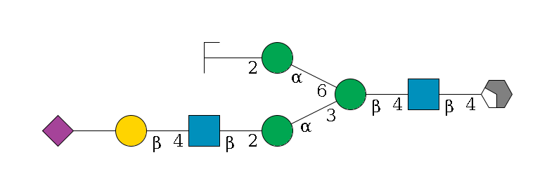 b1D-GlcNAc,p/#acleavage_2_4--4b1D-GlcNAc,p--4b1D-Man,p(--3a1D-Man,p--2b1D-GlcNAc,p--4b1D-Gal,p--??2D-NeuAc,p)--6a1D-Man,p--2b1D-GlcNAc,p/#zcleavage$MONO,Und,-H,0,redEnd