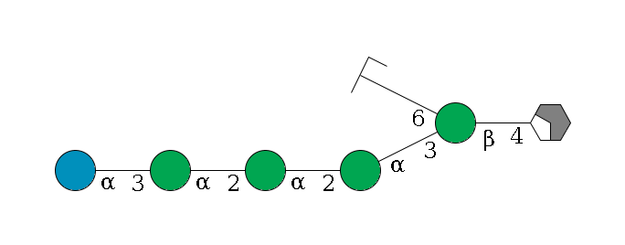 b1D-GlcNAc,p/#acleavage_2_4--4b1D-Man,p(--3a1D-Man,p--2a1D-Man,p--2a1D-Man,p--3a1D-Glc,p)--6a1D-Man,p/#zcleavage$MONO,Und,-2H,0,redEnd