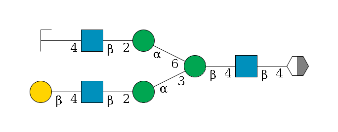b1D-GlcNAc,p/#acleavage_2_5--4b1D-GlcNAc,p--4b1D-Man,p(--3a1D-Man,p--2b1D-GlcNAc,p--4b1D-Gal,p)--6a1D-Man,p--2b1D-GlcNAc,p--4b1D-Gal,p/#zcleavage$MONO,Und,-2H,0,redEnd