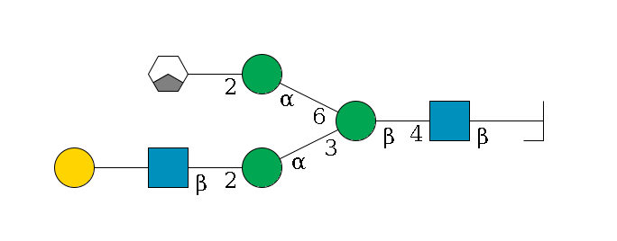 b1D-GlcNAc,p/#bcleavage--4b1D-GlcNAc,p--4b1D-Man,p(--3a1D-Man,p--2b1D-GlcNAc,p--??1D-Gal,p)--6a1D-Man,p--2b1D-GlcNAc,p/#xcleavage_1_3$MONO,Und,-H,0,redEnd
