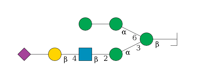 b1D-GlcNAc,p/#bcleavage--4b1D-Man,p(--3a1D-Man,p--2b1D-GlcNAc,p--4b1D-Gal,p--??2D-NeuAc,p)--6a1D-Man,p--??1D-Man,p$MONO,Und,-H,0,redEnd