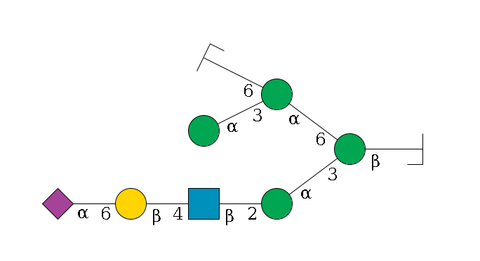 b1D-GlcNAc,p/#bcleavage--4b1D-Man,p(--3a1D-Man,p--2b1D-GlcNAc,p--4b1D-Gal,p--6a2D-NeuAc,p)--6a1D-Man,p(--3a1D-Man,p)--6a1D-Man,p/#zcleavage$MONO,Und,-2H,0,redEnd