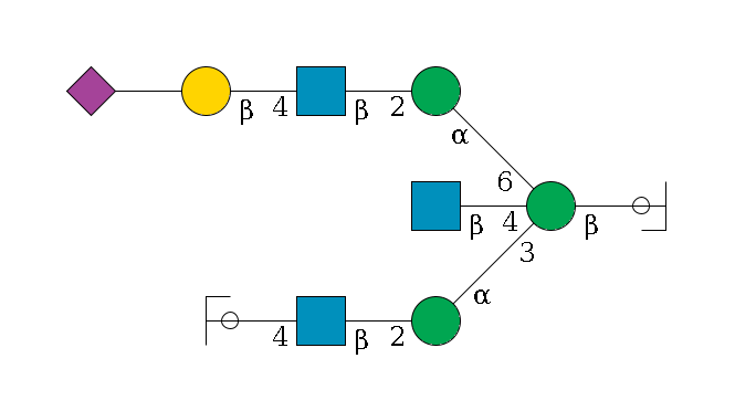 b1D-GlcNAc,p/#ccleavage--4b1D-Man,p((--3a1D-Man,p--2b1D-GlcNAc,p--4b1D-Gal,p/#ycleavage)--4b1D-GlcNAc,p)--6a1D-Man,p--2b1D-GlcNAc,p--4b1D-Gal,p--??2D-NeuAc,p$MONO,Und,-H,0,redEnd