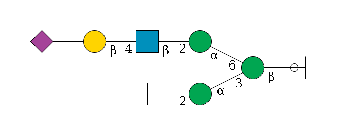 b1D-GlcNAc,p/#ccleavage--4b1D-Man,p(--3a1D-Man,p--2b1D-GlcNAc,p/#zcleavage)--6a1D-Man,p--2b1D-GlcNAc,p--4b1D-Gal,p--??2D-NeuAc,p$MONO,Und,-H,0,redEnd