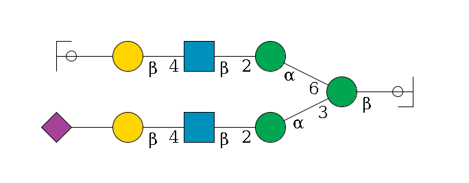 b1D-GlcNAc,p/#ccleavage--4b1D-Man,p(--3a1D-Man,p--2b1D-GlcNAc,p--4b1D-Gal,p--??2D-NeuAc,p)--6a1D-Man,p--2b1D-GlcNAc,p--4b1D-Gal,p--??2D-NeuAc,p/#ycleavage$MONO,Und,-H,0,redEnd
