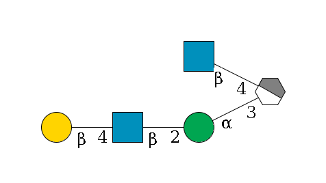 b1D-Man,p/#acleavage_1_4(--3a1D-Man,p--2b1D-GlcNAc,p--4b1D-Gal,p)--4b1D-GlcNAc,p$MONO,Und,-H,0,redEnd